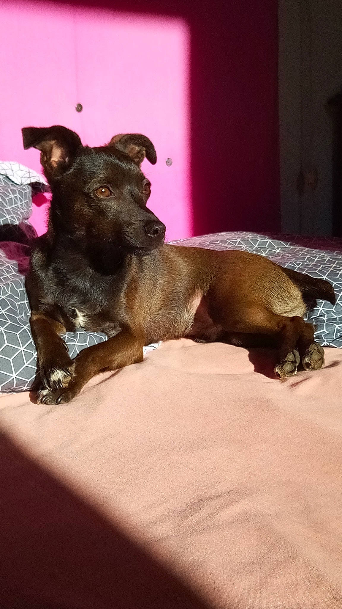 Ronaldo participe au concours pour gagner de l'argent avec cette photo : canidae, carnivore, comfort, companion_dog, dog, dog_breed, fawn, fur, guard_dog, liver, non_sporting_group, snout, sporting_group, tail, terrestrial_animal, terrier, toy_dog, whiskers, working_animal, working_dog