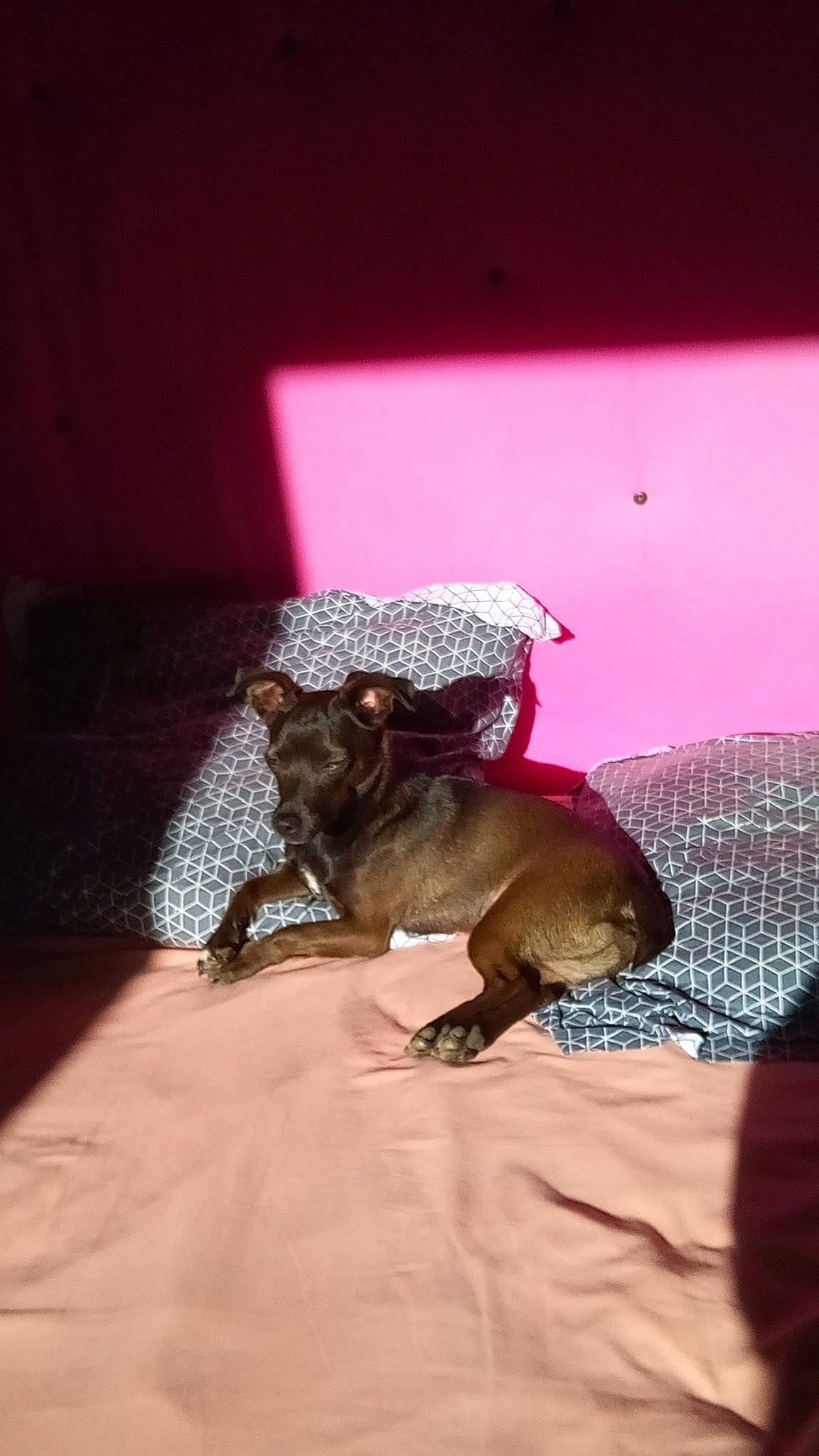 Ronaldo participe au concours pour gagner de l'argent avec cette photo : canidae, carnivore, companion_dog, darkness, dog, dog_breed, fawn, felidae, flooring, magenta, purple, room, shadow, snout, sporting_group, tints_and_shades, toy, toy_dog, wood, working_animal