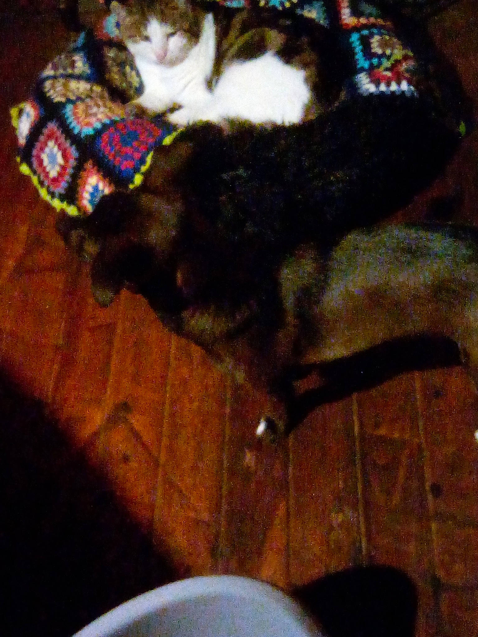 Ronaldo participe au concours pour gagner de l'argent avec cette photo : carnivore, cat, claw, cloud, comfort, companion_dog, domestic_short_haired_cat, felidae, flooring, foot, fur, hardwood, human_leg, lap, pattern, paw, small_to_medium_sized_cats, tail, whiskers, wood