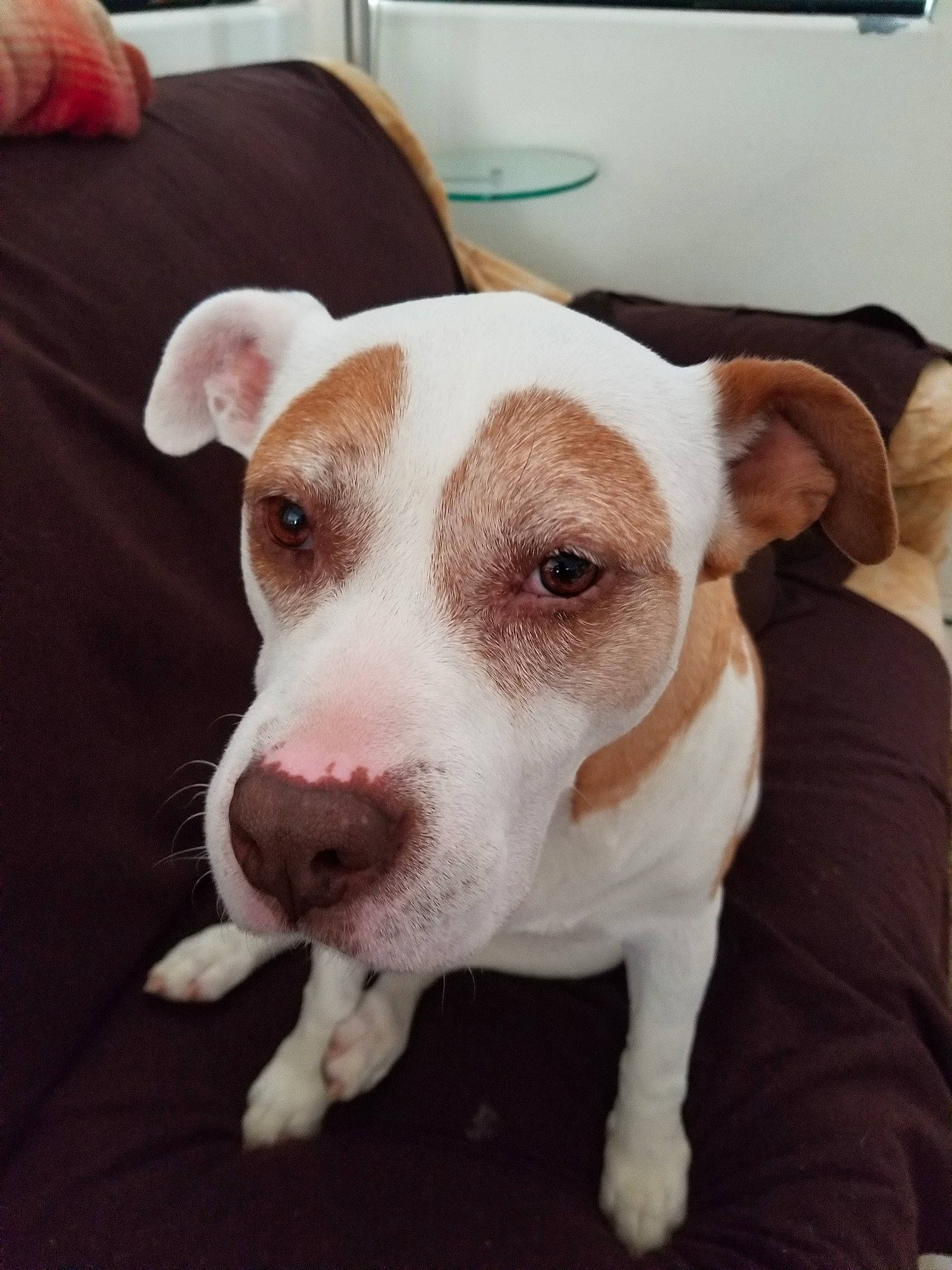 Lilly is registered to the contest to win money with this photo: canidae, carnivore, comfort, companion_dog, dishware, dog, dog_breed, ear, fawn, fur, linens, non_sporting_group, pet_supply, snout, sporting_group, whiskers, working_animal