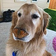 Shadow joined the competition — help win amazing prizes! dog, golden_retriever, butterfly, animal, pet, outdoor, nature, close_up, mammal, fur, nose, whiskers, calm, grass, porch, sunlight, collar, tag, window, house