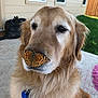 dog, golden_retriever, butterfly, animal, pet, outdoor, nature, close_up, mammal, fur, nose, whiskers, calm, grass, porch, sunlight, collar, tag, window, house