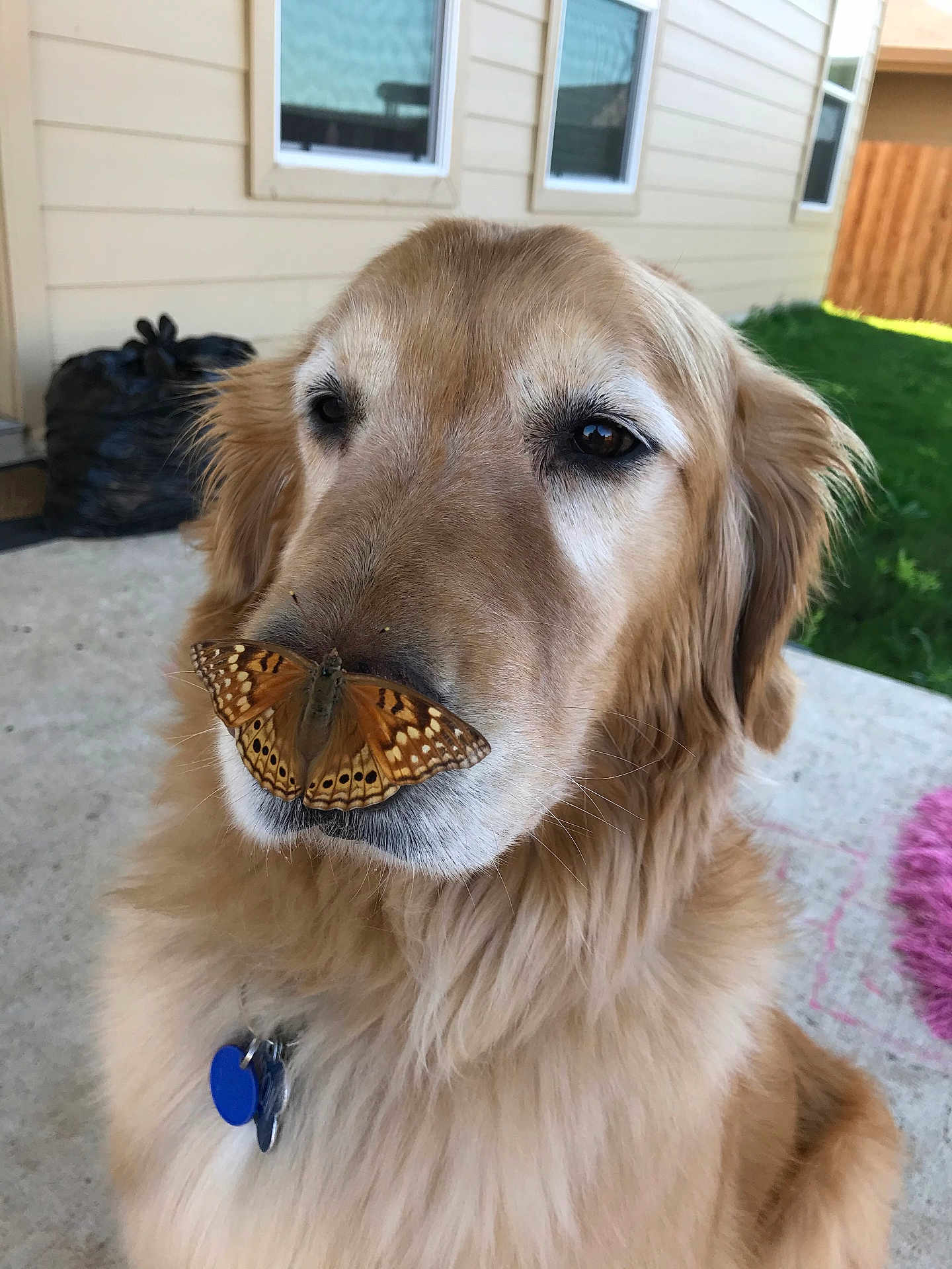 Shadow joined the competition — help win amazing prizes! dog, golden_retriever, butterfly, animal, pet, outdoor, nature, close_up, mammal, fur, nose, whiskers, calm, grass, porch, sunlight, collar, tag, window, house