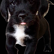 Vader joined the competition — help win amazing prizes! puppy, dog, black_dog, white_chest, tongue_out, walking, pet, young_dog, cute, animal, isolated_background, studio_style, front_view, small_dog, short_fur, adorable, black_background, portrait, canine, friendly