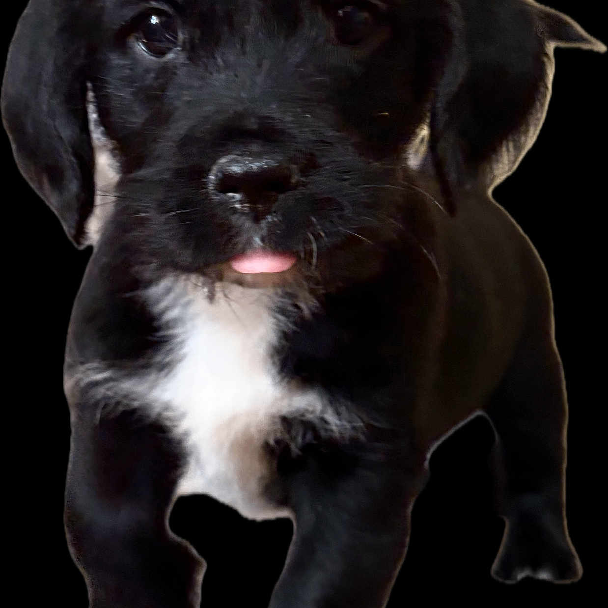 Vader joined the competition — help win amazing prizes! puppy, dog, black_dog, white_chest, tongue_out, walking, pet, young_dog, cute, animal, isolated_background, studio_style, front_view, small_dog, short_fur, adorable, black_background, portrait, canine, friendly