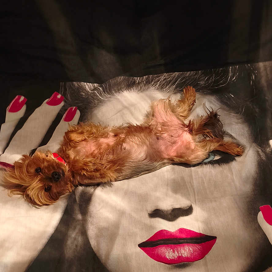 Liza participe au concours pour gagner de l'argent avec cette photo : dog, bed, portrait, bedspread, black_and_white, pink_lips, pink_nails, small_dog, lying_down, playful, indoor, fur, decor, face_print, fabric, cozy, animal, resting, cute, home