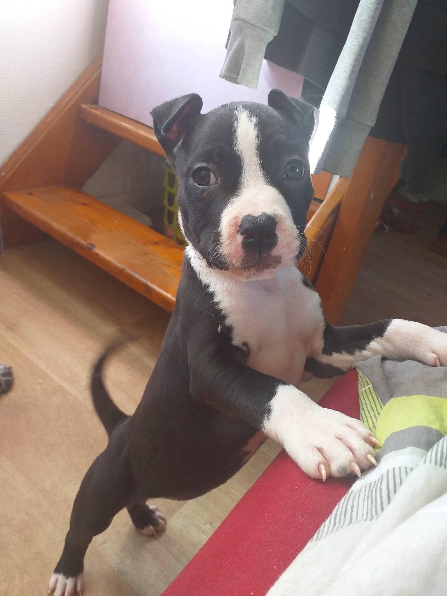 Nala participe au concours pour gagner de l'argent avec cette photo : american_pit_bull_terrier, american_staffordshire_terrier, bull_and_terrier, canidae, carnivore, dog, dog_breed, fawn, mammal, non_sporting_group, old_english_terrier, pit_bull, snout, staffordshire_bull_terrier, vertebrate