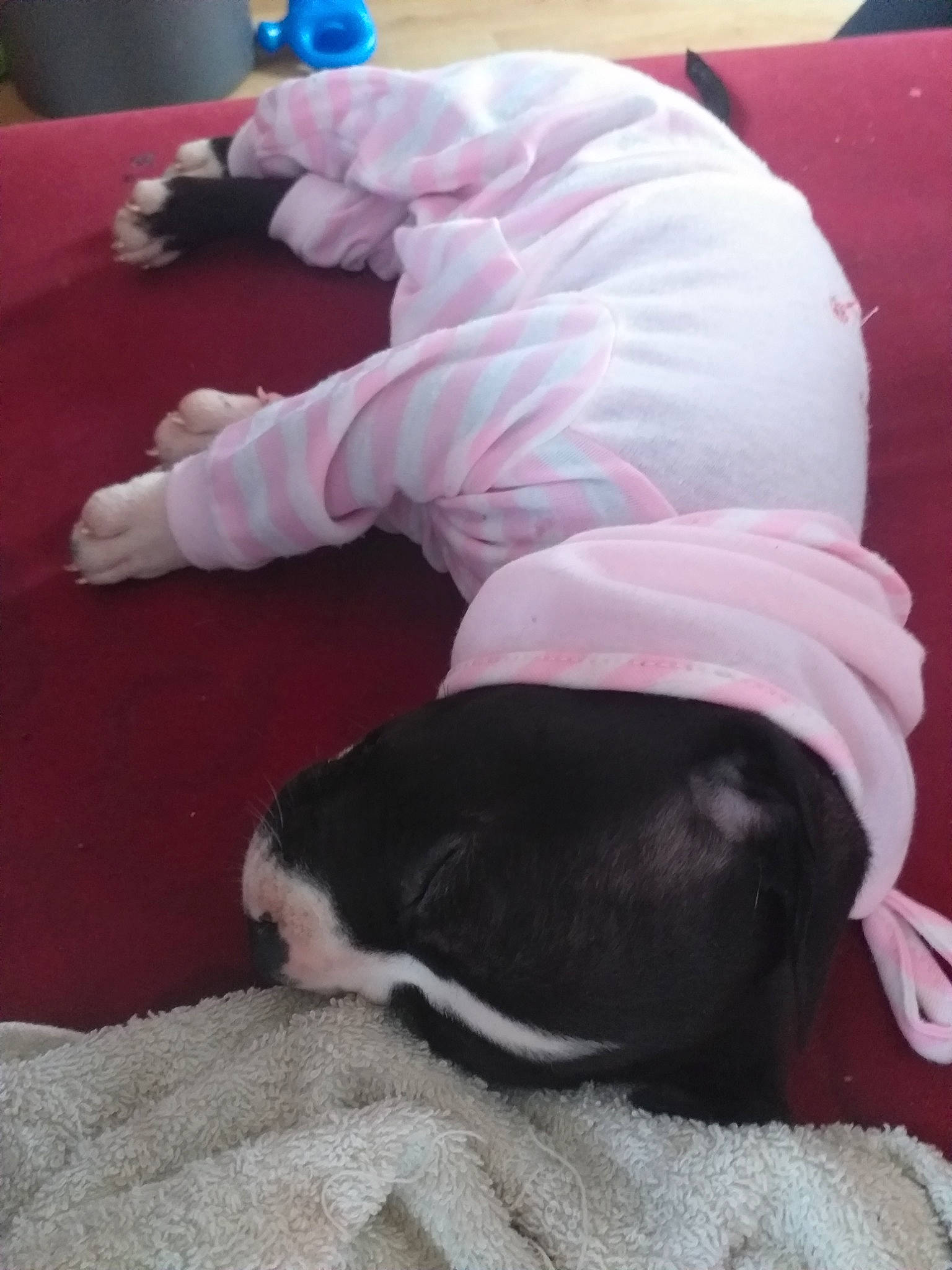 Nala a rejoint le concours — aidez-le/la à gagner de superbes lots ! boston_terrier, canidae, non_sporting_group, sporting_group