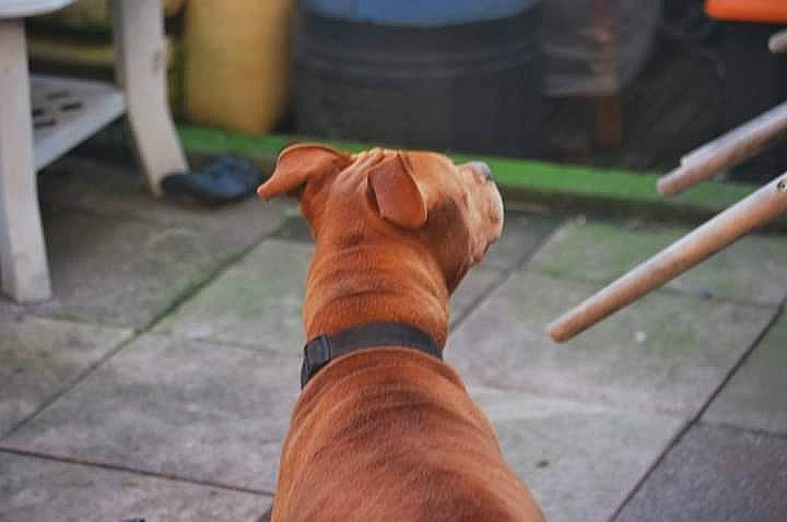 Maya a rejoint le concours — aidez-le/la à gagner de superbes lots ! canidae, carnivore, companion_dog, dog, dog_breed, dogue_de_bordeaux, fawn, hardwood, non_sporting_group, rare_breed_dog, rhodesian_ridgeback, sporting_group, table, vizsla, wood