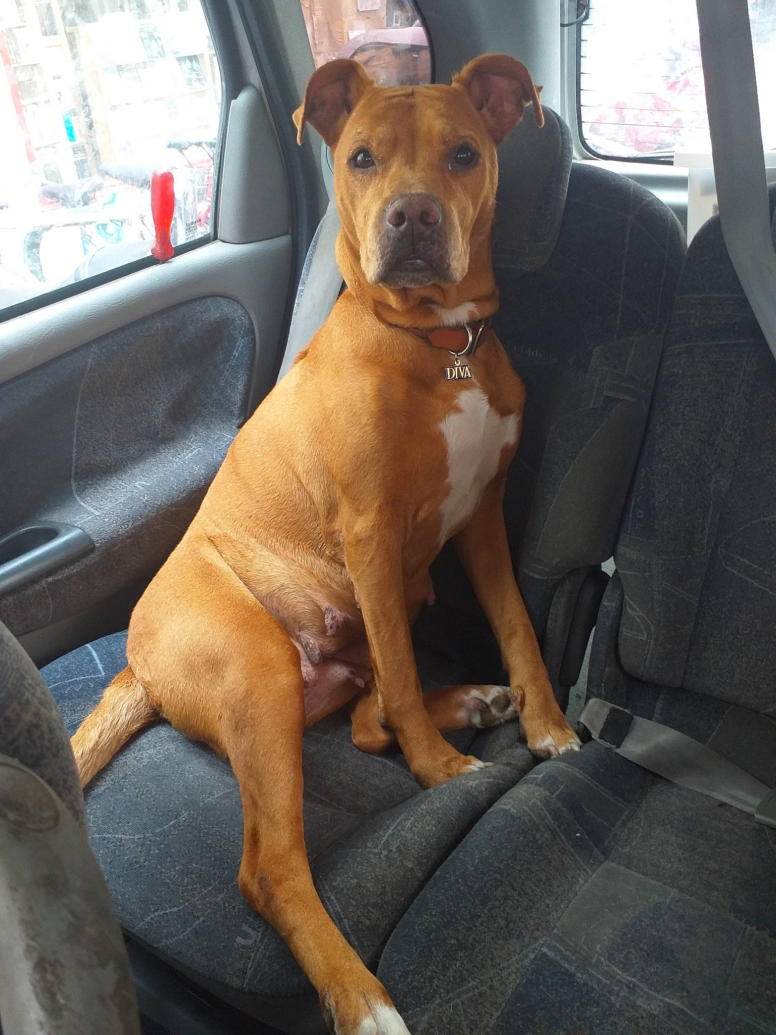 Maya participe au concours pour gagner de l'argent avec cette photo : american_pit_bull_terrier, bullmastiff, canidae, carnivore, companion_dog, dog, dog_breed, fawn, mammal, non_sporting_group, rare_breed_dog, snout, sporting_group, tosa, vertebrate