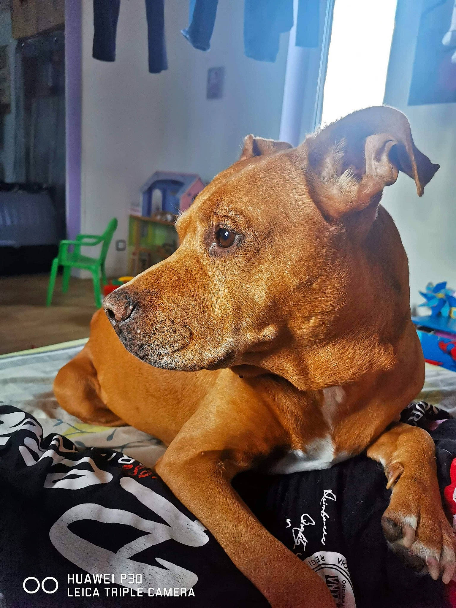 Maya a rejoint le concours — aidez-le/la à gagner de superbes lots ! american_pit_bull_terrier, canidae, carnivore, dog, dog_breed, fawn, mammal, non_sporting_group, pit_bull, rare_breed_dog, snout, sporting_group