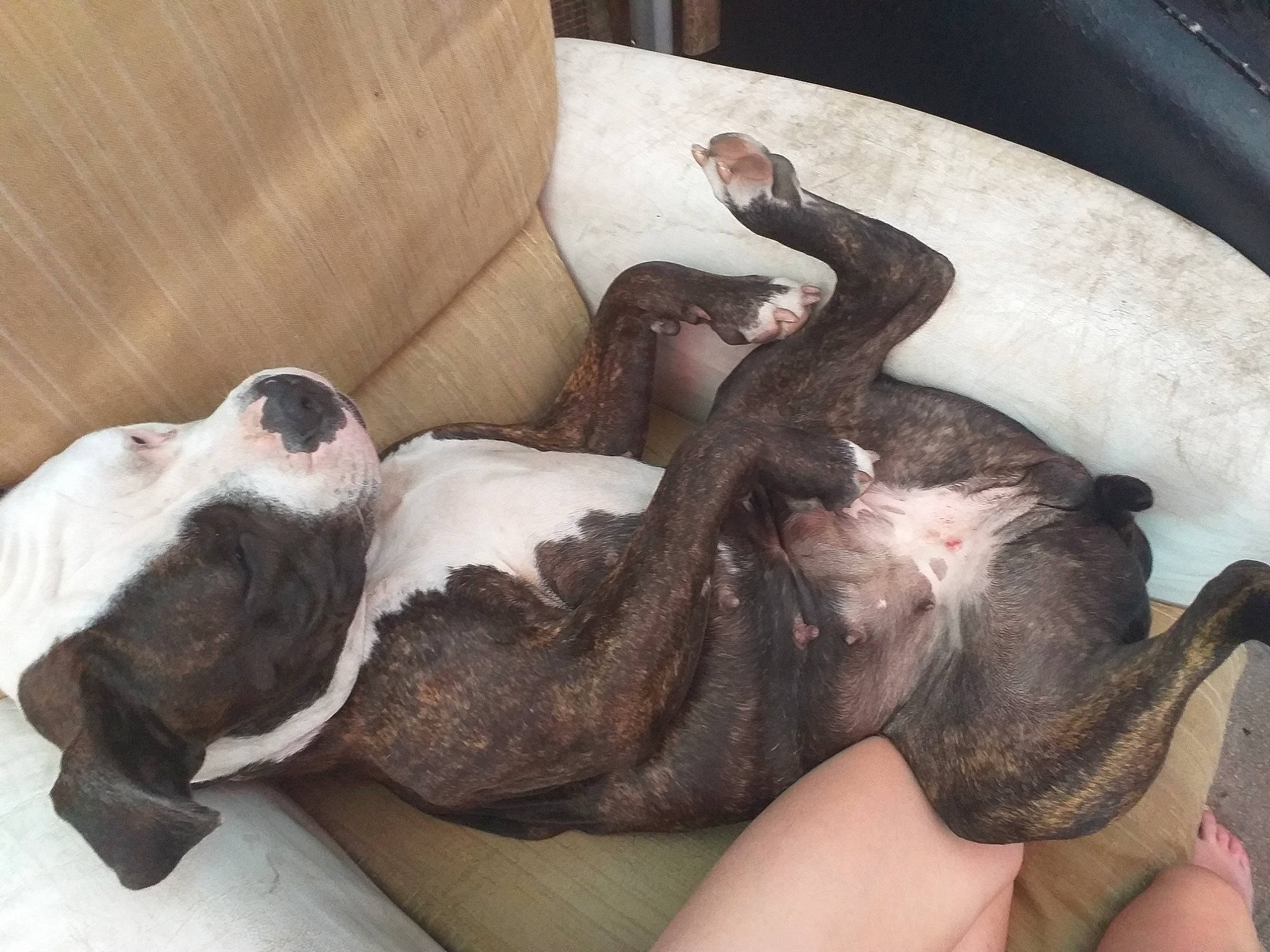 Tina a rejoint le concours — aidez-le/la à gagner de superbes lots ! boxer, canidae, carnivore, cat, dog, dog_breed, french_bulldog, lurcher, non_sporting_group, puppy, sporting_group