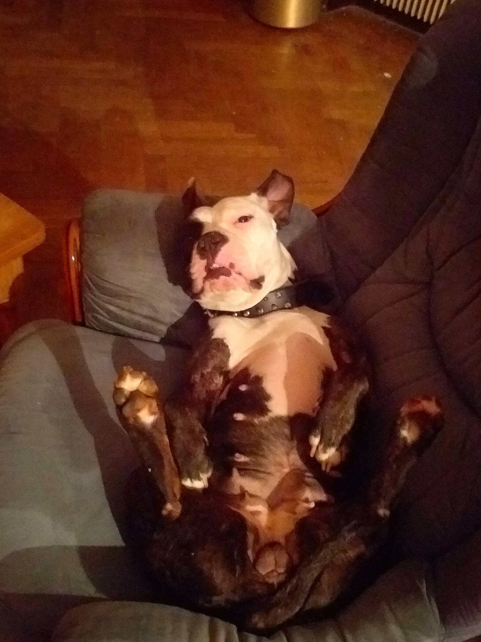 Tina a rejoint le concours — aidez-le/la à gagner de superbes lots ! american_bulldog, american_pit_bull_terrier, american_staffordshire_terrier, boston_terrier, bulldog, canidae, carnivore, companion_dog, dog, dog_breed, ear, fawn, french_bulldog, non_sporting_group, olde_english_bulldogge, pit_bull