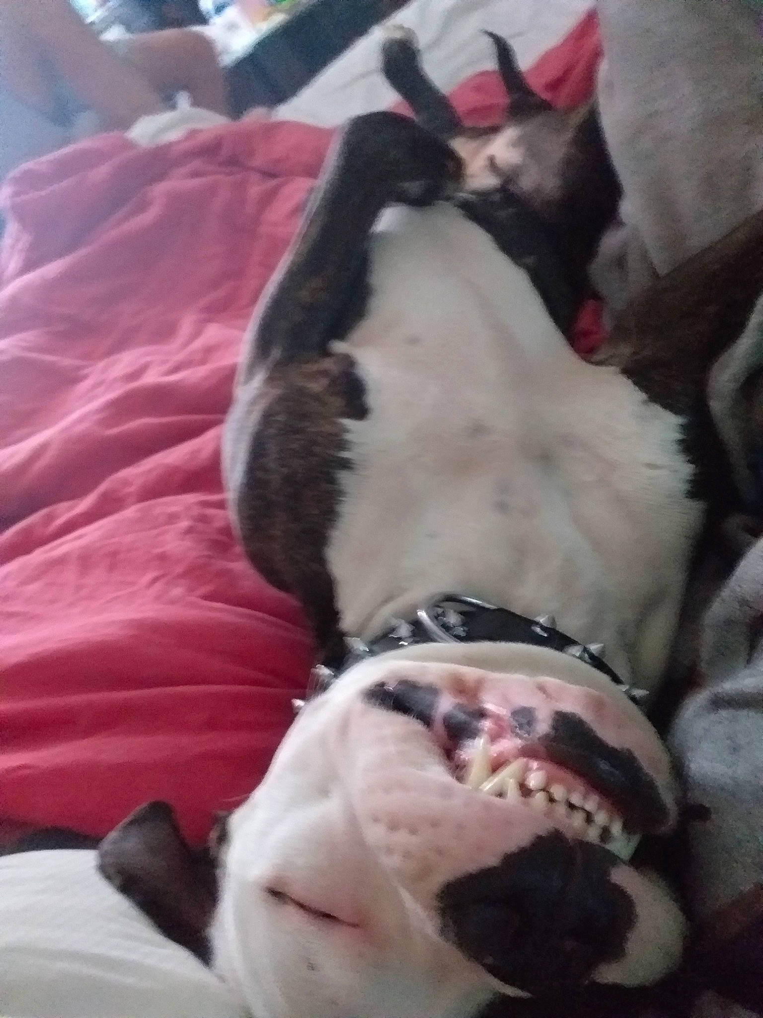 Tina participe au concours pour gagner de l'argent avec cette photo : american_bulldog, boston_terrier, canidae, carnivore, dog, dog_breed, fawn, non_sporting_group, olde_english_bulldogge, pit_bull, snout, tail