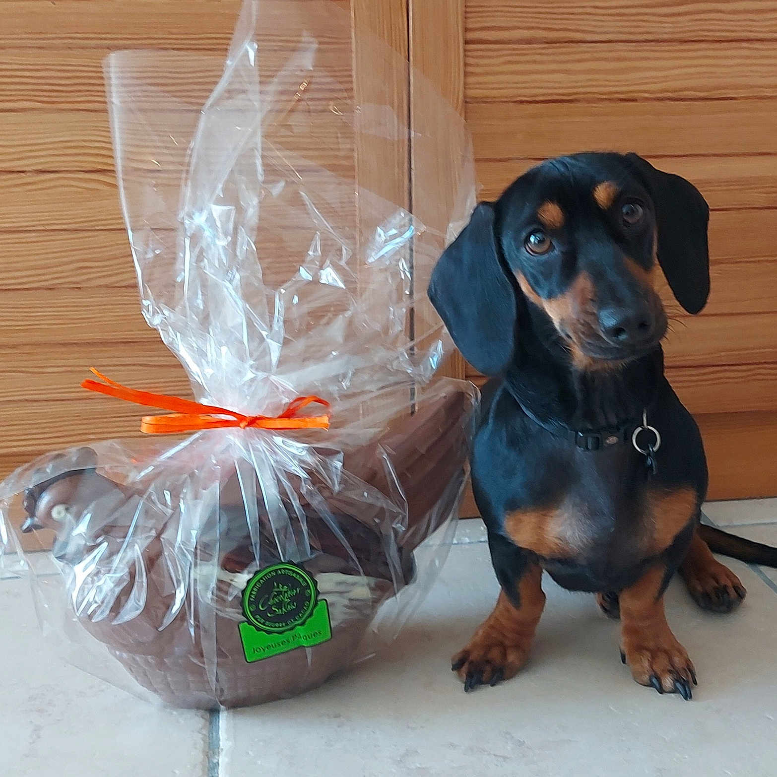 Perle a rejoint le concours — aidez-le/la à gagner de superbes lots ! accessories, animal, bag, beagle, box, canine, dog, face, flower, hardwood, head, hound, person, pet, plastic, plasticbag, plywood, puppy, strap, wood