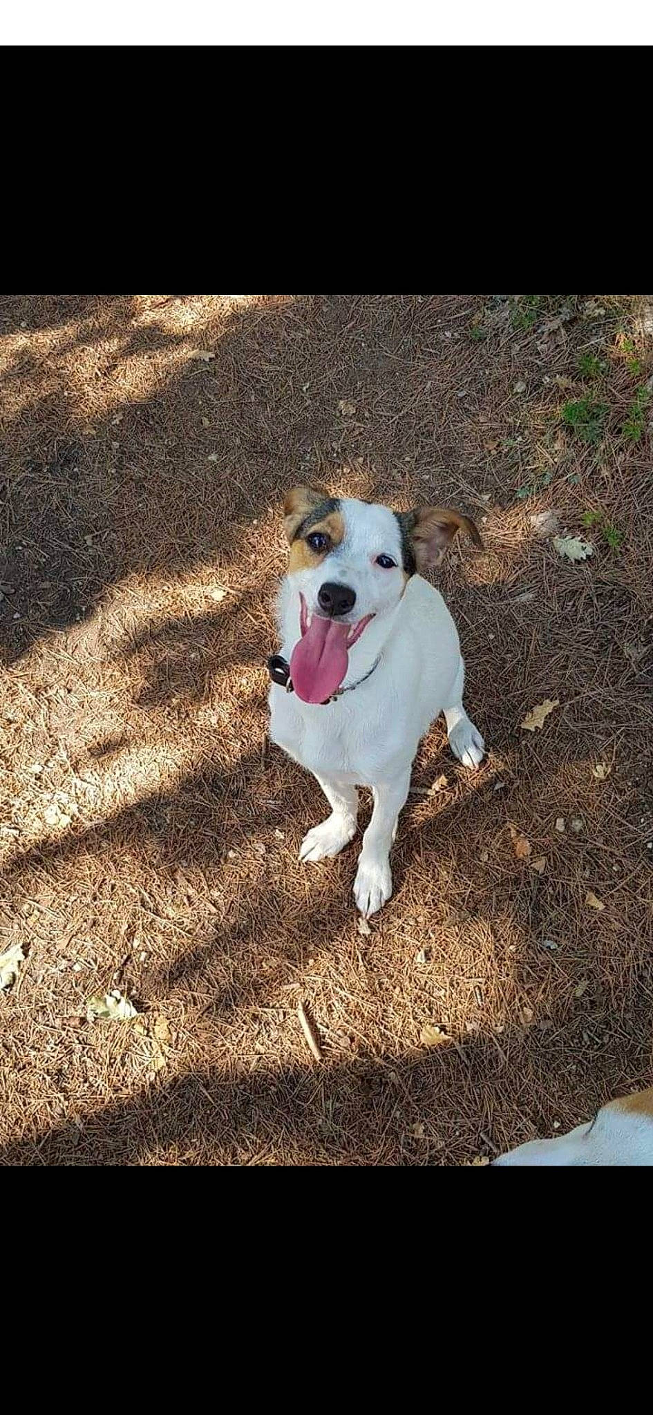 Winky participe au concours pour gagner de l'argent avec cette photo : adventure, asphalt, canidae, carnivore, collar, companion_dog, dog, dog_breed, dog_collar, dog_supply, fawn, grass, pet_supply, plant, road_surface, snout, soil, sporting_group, tail, tints_and_shades