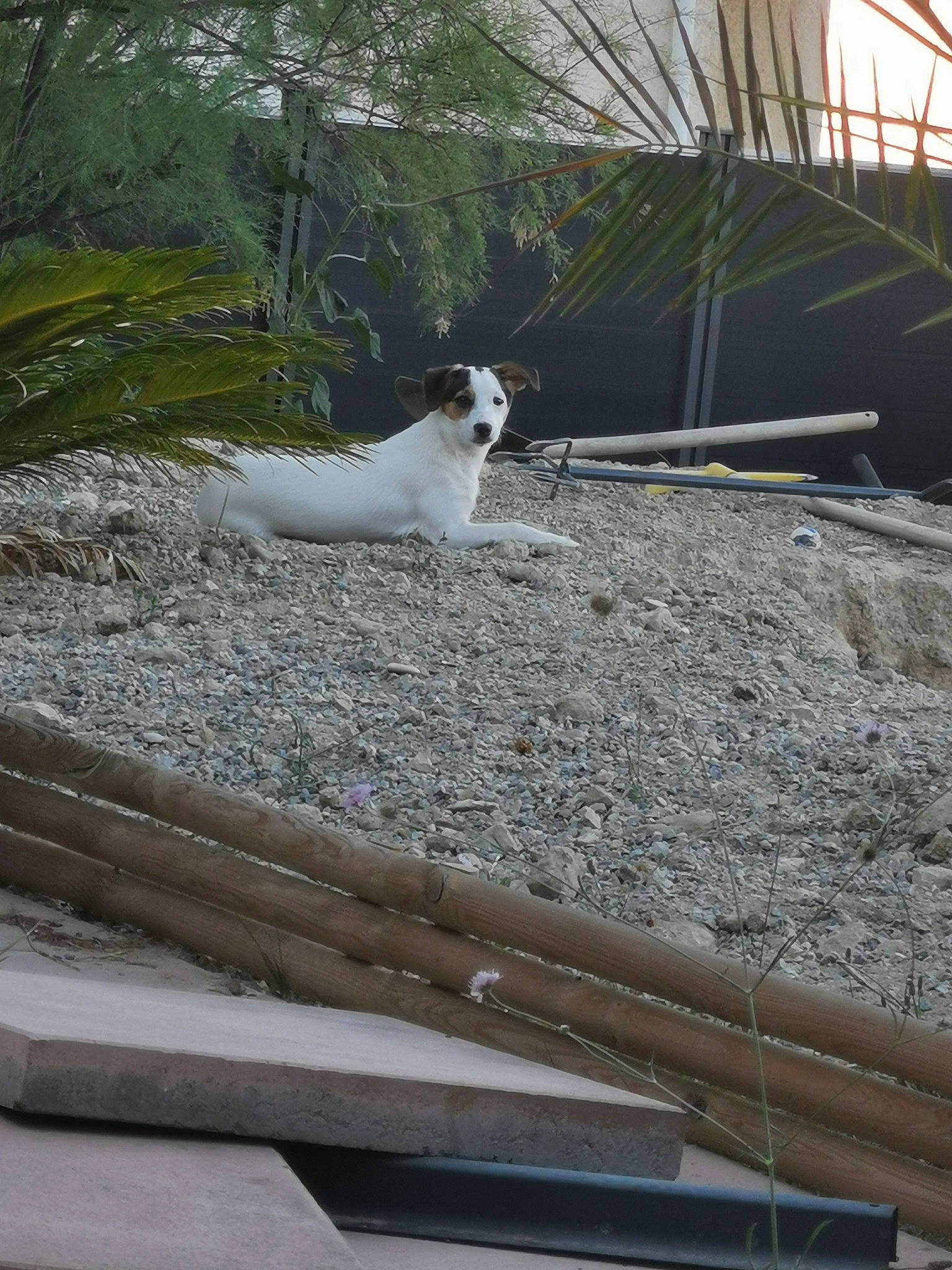 Winky participe au concours pour gagner de l'argent avec cette photo : canidae, carnivore, companion_dog, dog_breed, door, felidae, grass, handrail, landscape, plant, road_surface, shade, sidewalk, small_to_medium_sized_cats, sporting_group, tail, tree, whiskers, wildlife, wood