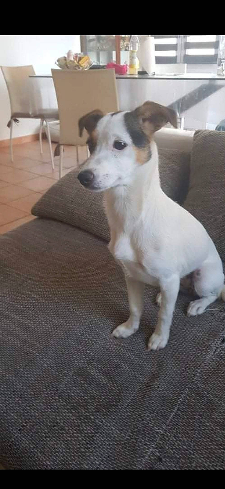 Winky participe au concours pour gagner de l'argent avec cette photo : canidae, carnivore, chair, collar, companion_dog, dog, dog_breed, fawn, flooring, furniture, hardwood, pet_supply, puppy, snout, sporting_group, tail, terrestrial_animal, whiskers, wood, working_animal