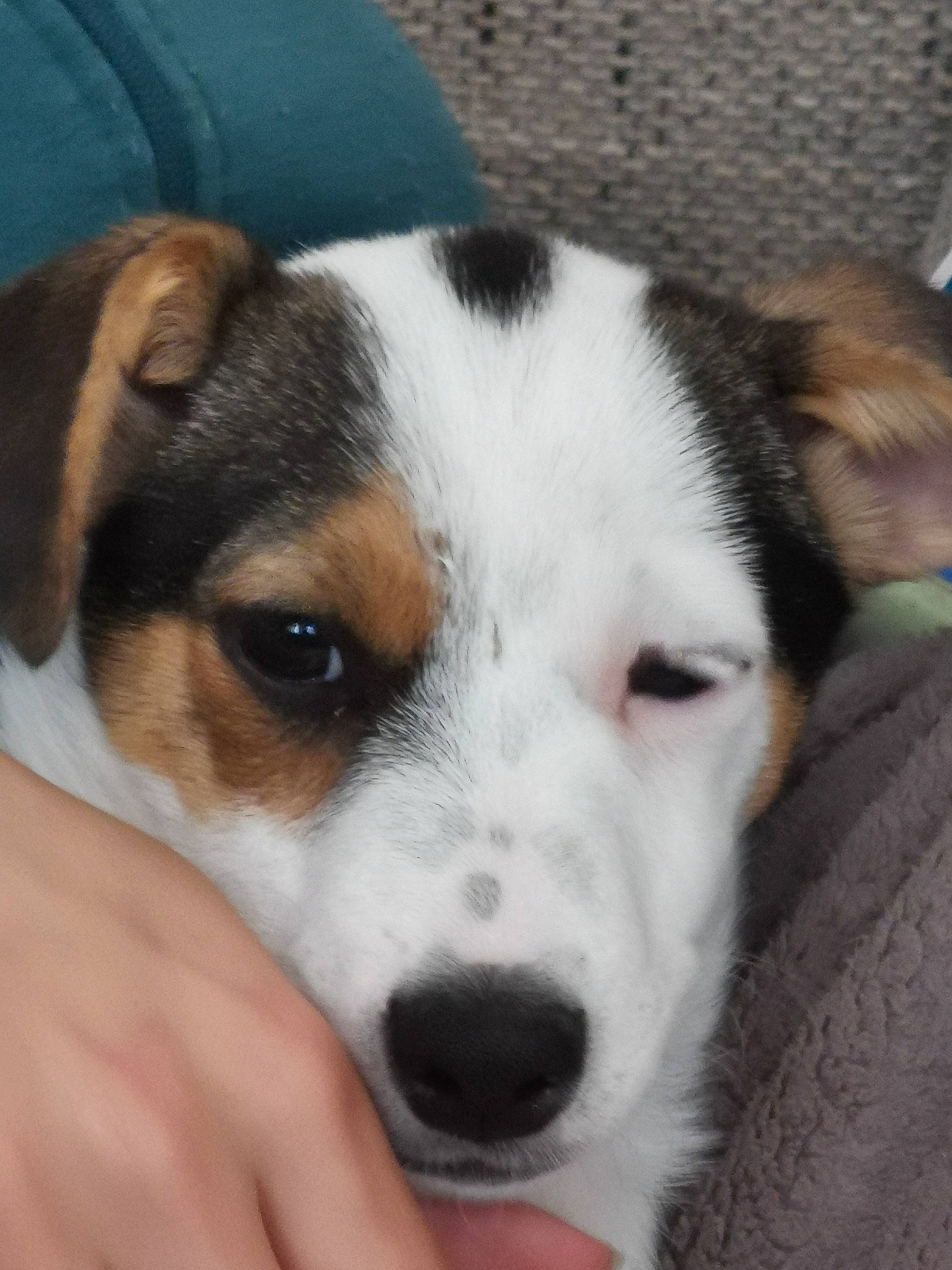 Winky a rejoint le concours — aidez-le/la à gagner de superbes lots ! canidae, carnivore, collar, comfort, companion_dog, dog, dog_bed, dog_breed, fur, non_sporting_group, snout, sporting_group, terrestrial_animal, terrier, whiskers, working_animal