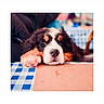 Bobby participe au concours pour gagner de l'argent avec cette photo : puppy, dog, bernese_mountain_dog, fluffy, black_white_brown, pet, animal, lying_down, paws, close_up, portrait, indoors, table, tablecloth, checkered_pattern, blurred_background, cute, relaxed, brown_eyes, photography