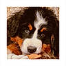 Bobby participe au concours pour gagner de l'argent avec cette photo : dog, puppy, bernese_mountain_dog, tricolor, fluffy, fur, face, eyes, nose, snout, whiskers, portrait, close_up, pet, chew_toy, blanket, indoors, cute, adorable, photography