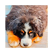 Bobby a rejoint le concours — aidez-le/la à gagner de superbes lots ! puppy, dog, bernedoodle, fluffy, curly_fur, tricolor, black_and_white, brown, blue_eyes, paws, close_up, portrait, lying_down, indoor, wooden_floor, adorable, pet, canine, fur, cute