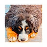 puppy, dog, bernedoodle, fluffy, curly_fur, tricolor, black_and_white, brown, blue_eyes, paws, close_up, portrait, lying_down, indoor, wooden_floor, adorable, pet, canine, fur, cute