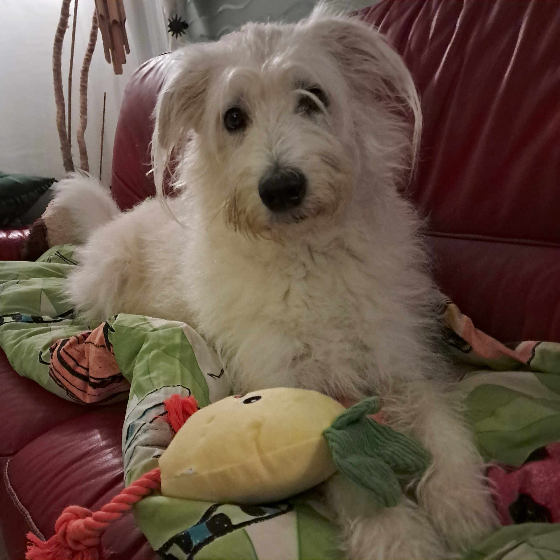 Mr Boon participe au concours pour gagner de l'argent avec cette photo : animal, blanket, companion, cozy, cute, dog, fluffy, fur, home, indoor, lemon_toy, living_room, pet, playful, plush_toy, red_couch, relaxed, rope_toy, soft_toy, white_dog