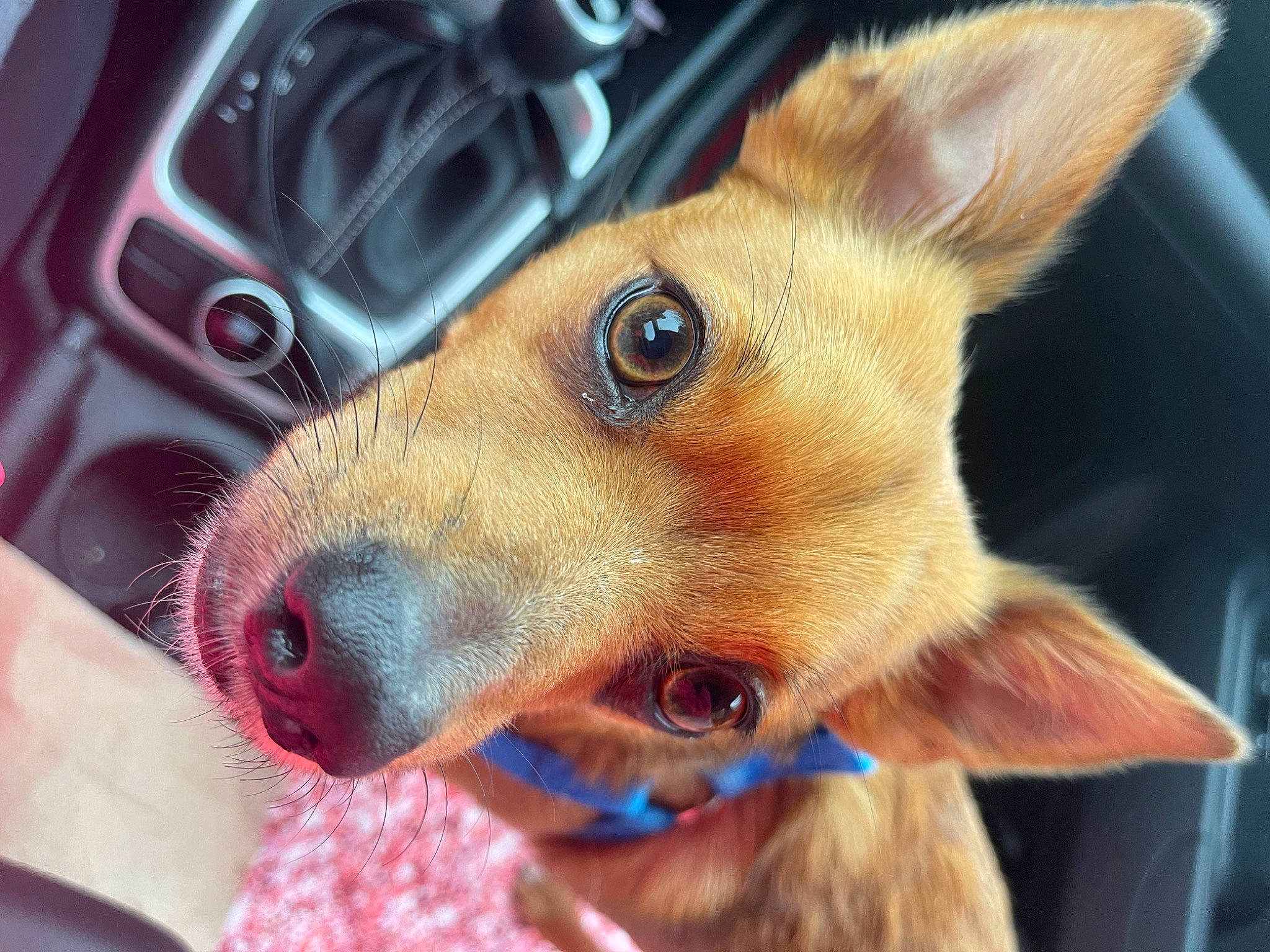 Scooby is registered to the contest to win money with this photo: canidae, carnivore, collar, companion_dog, dog, dog_breed, ear, electric_blue, eyelash, fawn, fur, liver, nail, selfie, snout, sporting_group, toy_dog, vehicle_door, whiskers, working_animal