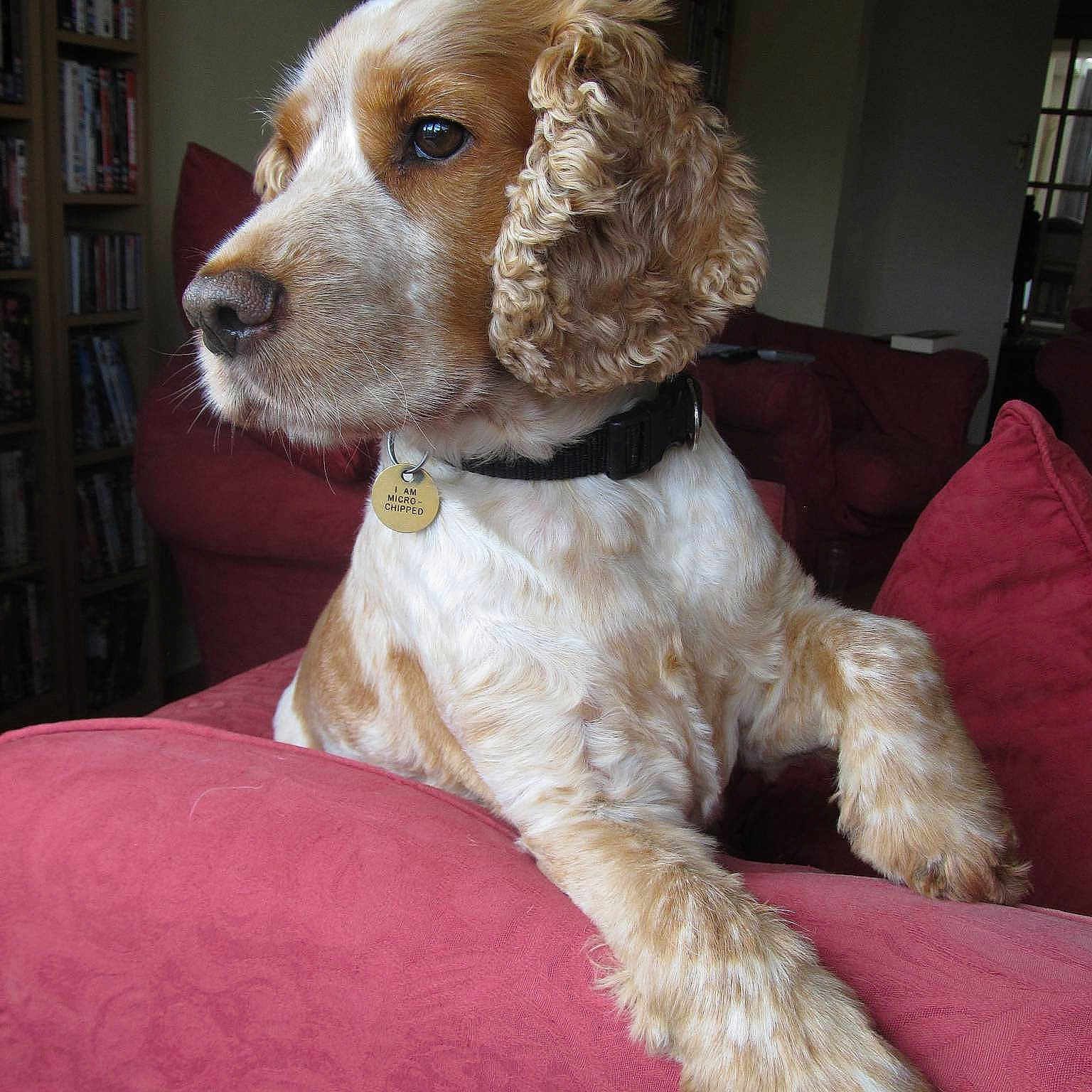 Rolo is registered to the contest to win money with this photo: