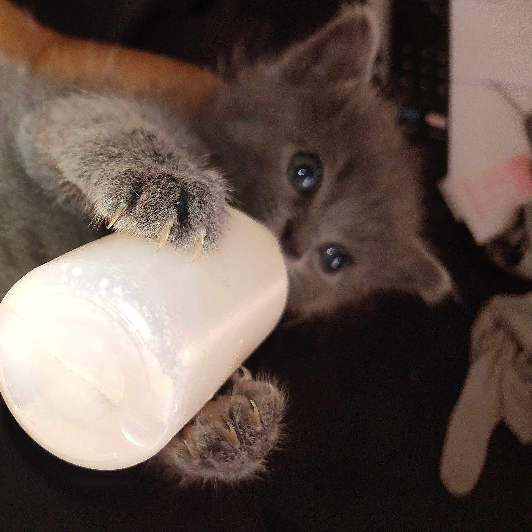 Storm joined the competition — help win amazing prizes! abyssinian, animal, baby, beverage, bodypart, cat, cup, electronics, finger, hand, hardware, jug, kitten, manx, milk, person, pet, raccoon, siamese, wood