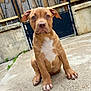 puppy, dog, brown_dog, sitting, concrete, fence, gate, outdoor, pet, young_dog, animal, ears, eyes, nose, paw, fur, cute, looking, expression, background