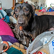 Tiggs joined the competition — help win amazing prizes! dog, indoor, clutter, black_dog, brown_dog, pet, treat, mouth, furniture, plastic_bag, household_items, curious, close_up, floor, container, mug, cabinet, couch, window, curtain