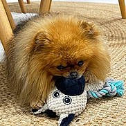 Ouston a rejoint le concours — aidez-le/la à gagner de superbes lots ! dog, pomeranian, toy, plush_toy, sheep_toy, indoor, rug, woven_rug, carpet, wooden_chair, pet, cute, fluffy, animal, small_dog, floor, domestic, playful, furry, companion