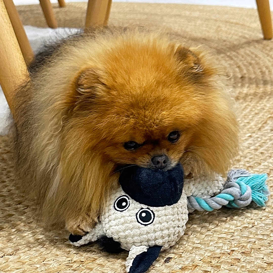 Ouston a rejoint le concours — aidez-le/la à gagner de superbes lots ! animal, carpet, companion, cute, dog, domestic, floor, fluffy, furry, indoor, pet, playful, plush_toy, pomeranian, rug, sheep_toy, small_dog, toy, wooden_chair, woven_rug