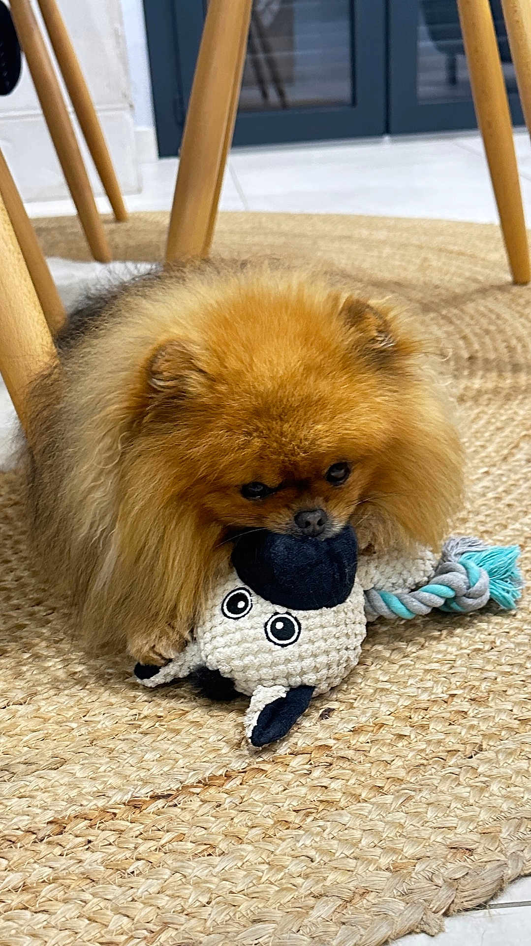 Ouston a rejoint le concours — aidez-le/la à gagner de superbes lots ! dog, pomeranian, toy, plush_toy, sheep_toy, indoor, rug, woven_rug, carpet, wooden_chair, pet, cute, fluffy, animal, small_dog, floor, domestic, playful, furry, companion