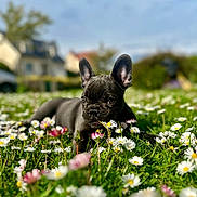 Violette participe au concours pour gagner de l'argent avec cette photo : dog, puppy, french_bulldog, flower, daisy, grass, outdoor, nature, greenery, sky, house, plant, pet, animal, cute, young, daylight, summer, field, sniffing