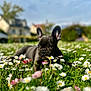 dog, puppy, french_bulldog, flower, daisy, grass, outdoor, nature, greenery, sky, house, plant, pet, animal, cute, young, daylight, summer, field, sniffing