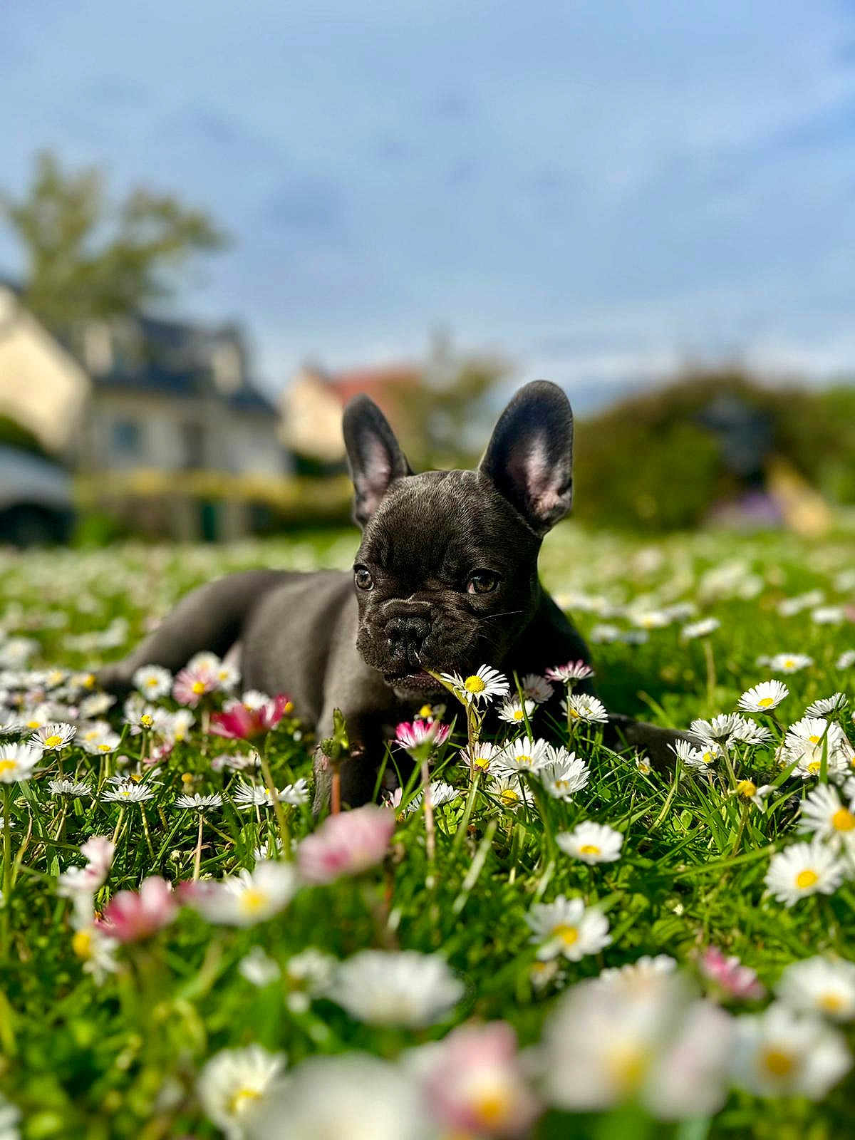 Violette participe au concours pour gagner de l'argent avec cette photo : dog, puppy, french_bulldog, flower, daisy, grass, outdoor, nature, greenery, sky, house, plant, pet, animal, cute, young, daylight, summer, field, sniffing