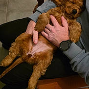 Aria participe au concours pour gagner de l'argent avec cette photo : puppy, dog, sleeping, lap, person, hand, watch, sweatshirt, chair, wood, floor, tile_floor, socks, orange_socks, blue_socks, indoor, relaxation, pet, cozy, resting