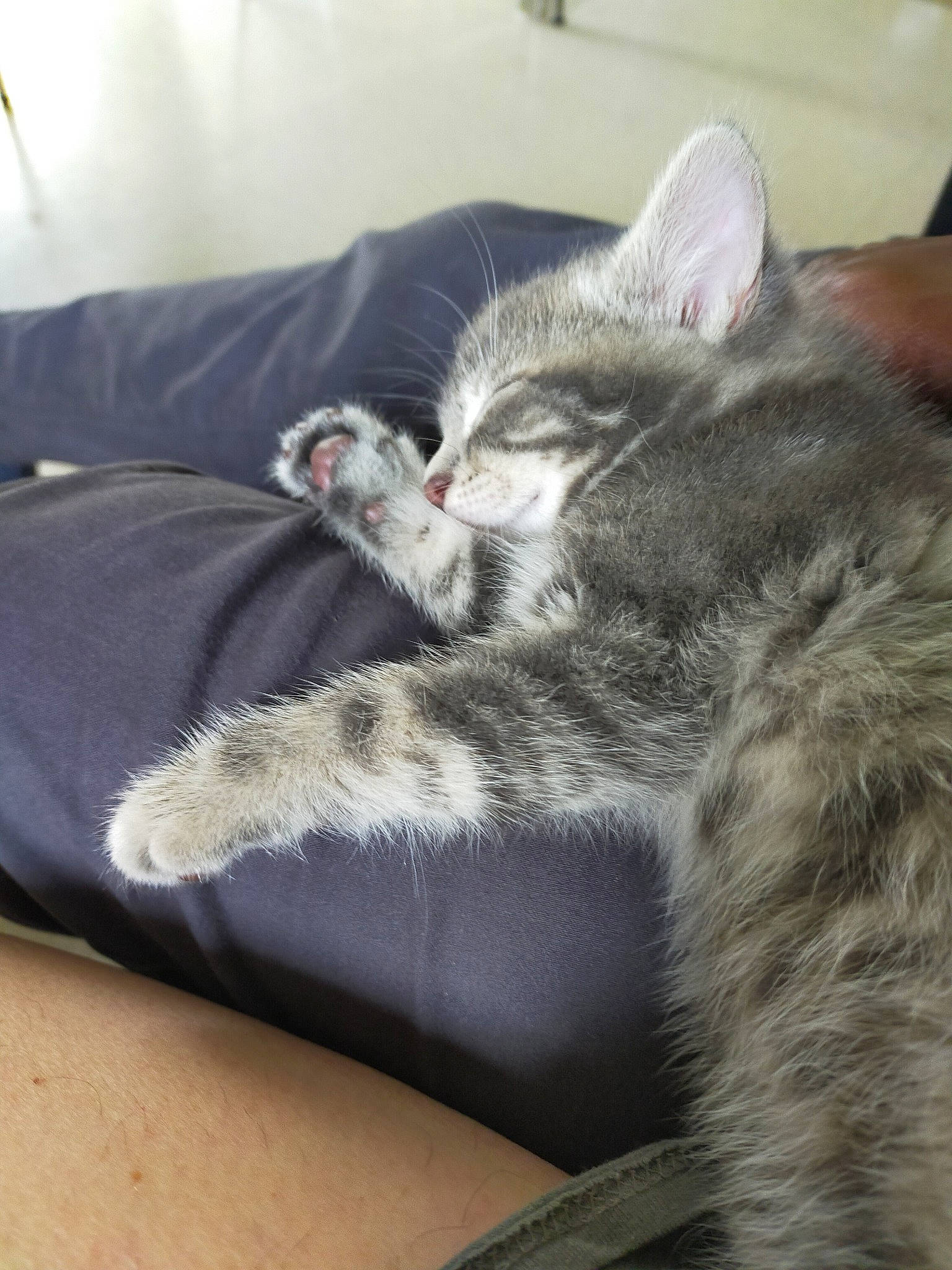 Tsuki a rejoint le concours — aidez-le/la à gagner de superbes lots ! american_shorthair, asian, carnivore, cat, comfort, domestic_short_haired_cat, dragon_li, ear, egyptian_mau, european_shorthair, felidae, fur, kitten, mammal, nap, norwegian_forest_cat, paw, small_to_medium_sized_cats, tabby_cat, whiskers