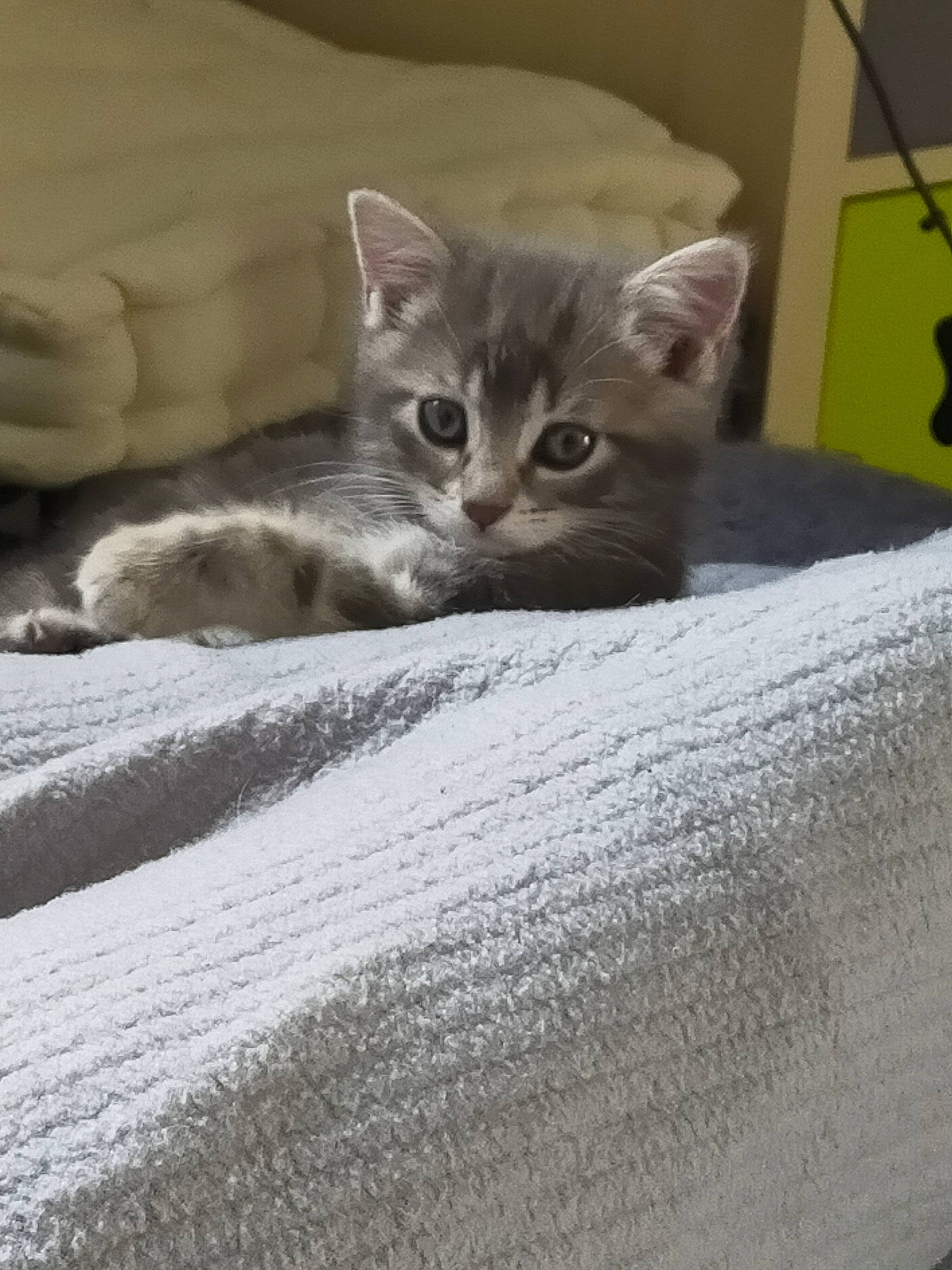 Tsuki a rejoint le concours — aidez-le/la à gagner de superbes lots ! american_shorthair, asian, australian_mist, british_shorthair, burmilla, carnivore, cat, domestic_short_haired_cat, dragon_li, european_shorthair, felidae, kitten, mammal, munchkin, pixie_bob, singapura, small_to_medium_sized_cats, tabby_cat, vertebrate, whiskers