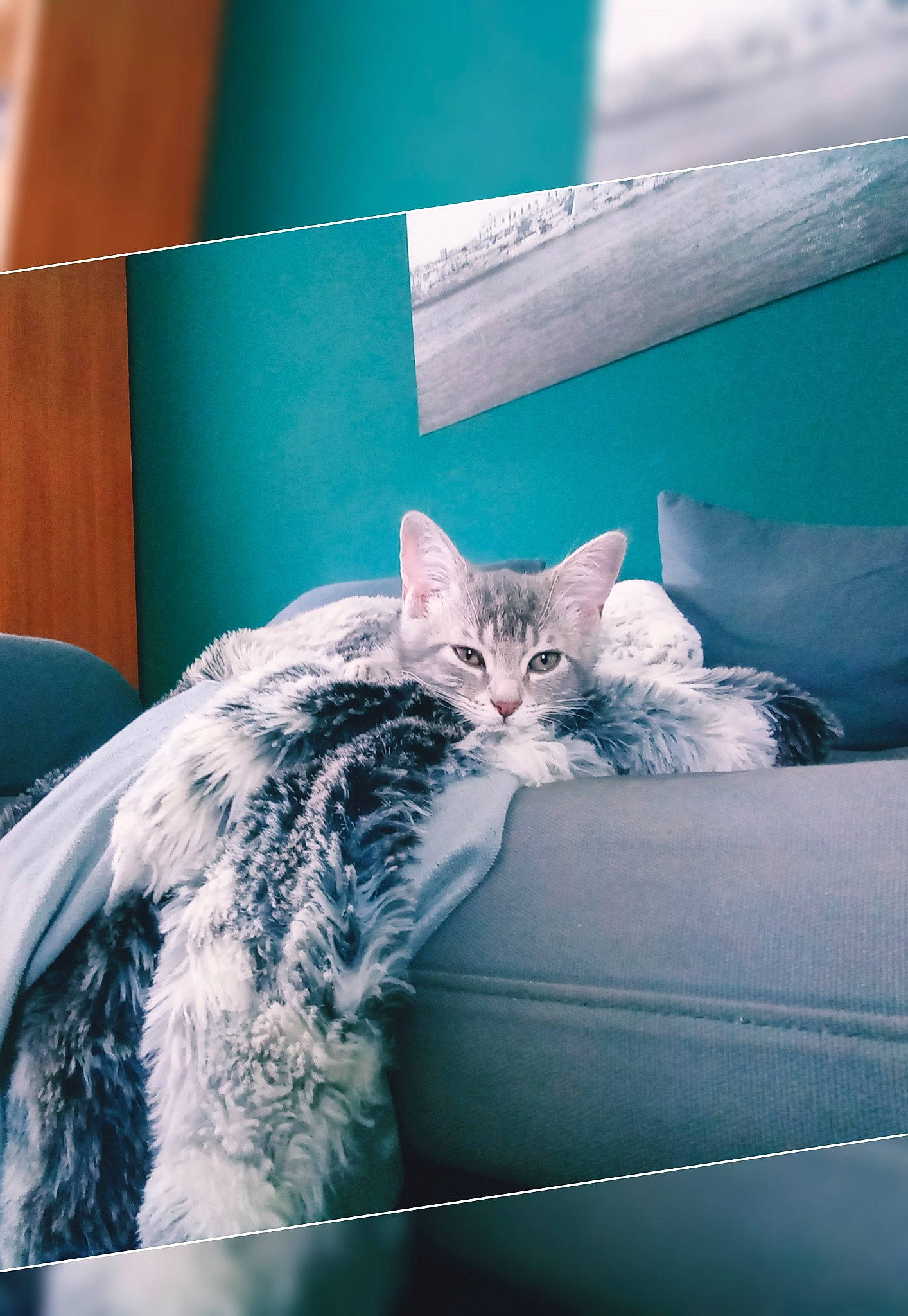 Tsuki a rejoint le concours — aidez-le/la à gagner de superbes lots ! carnivore, cat, domestic_short_haired_cat, eye, felidae, fur, furniture, kitten, norwegian_forest_cat, room, small_to_medium_sized_cats, whiskers, window