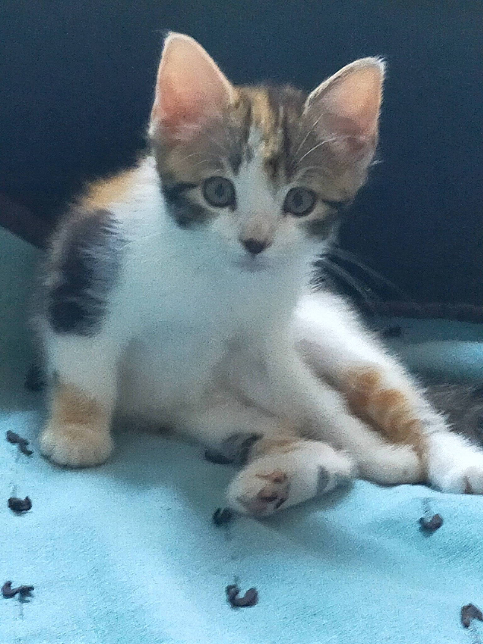 Yume a rejoint le concours — aidez-le/la à gagner de superbes lots ! aegean_cat, american_wirehair, carnivore, cat, domestic_short_haired_cat, european_shorthair, fawn, felidae, kitten, mammal, polydactyl_cat, small_to_medium_sized_cats, snout, vertebrate, whiskers