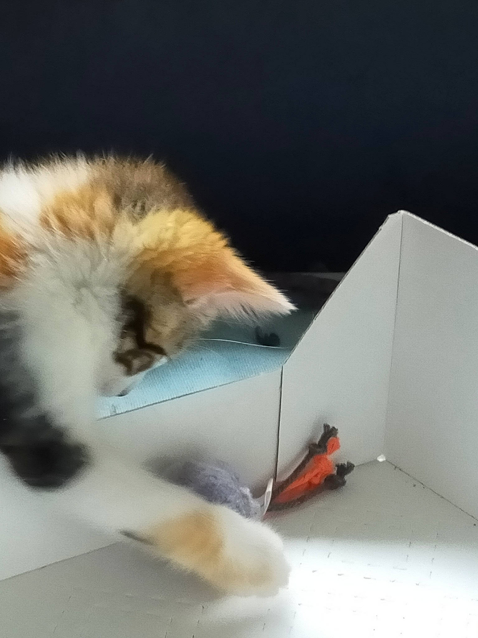 Yume participe au concours pour gagner de l'argent avec cette photo : canidae, carnivore, cat, felidae, fur, kitten, paw, persian, small_to_medium_sized_cats, tail, whiskers