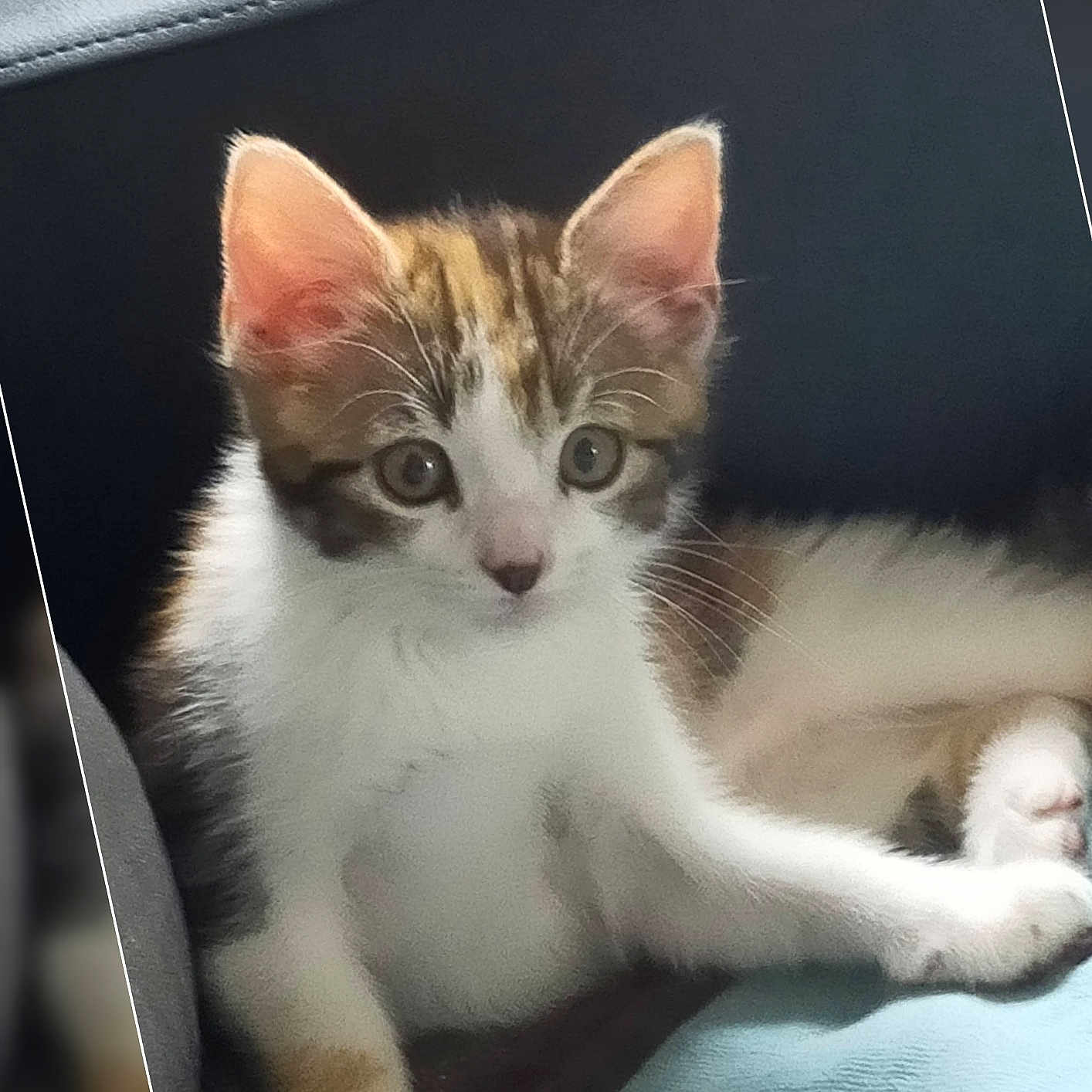 Yume a rejoint le concours — aidez-le/la à gagner de superbes lots ! aegean_cat, american_wirehair, carnivore, cat, domestic_short_haired_cat, ear, european_shorthair, fawn, felidae, kitten, mammal, polydactyl_cat, small_to_medium_sized_cats, snout, whiskers