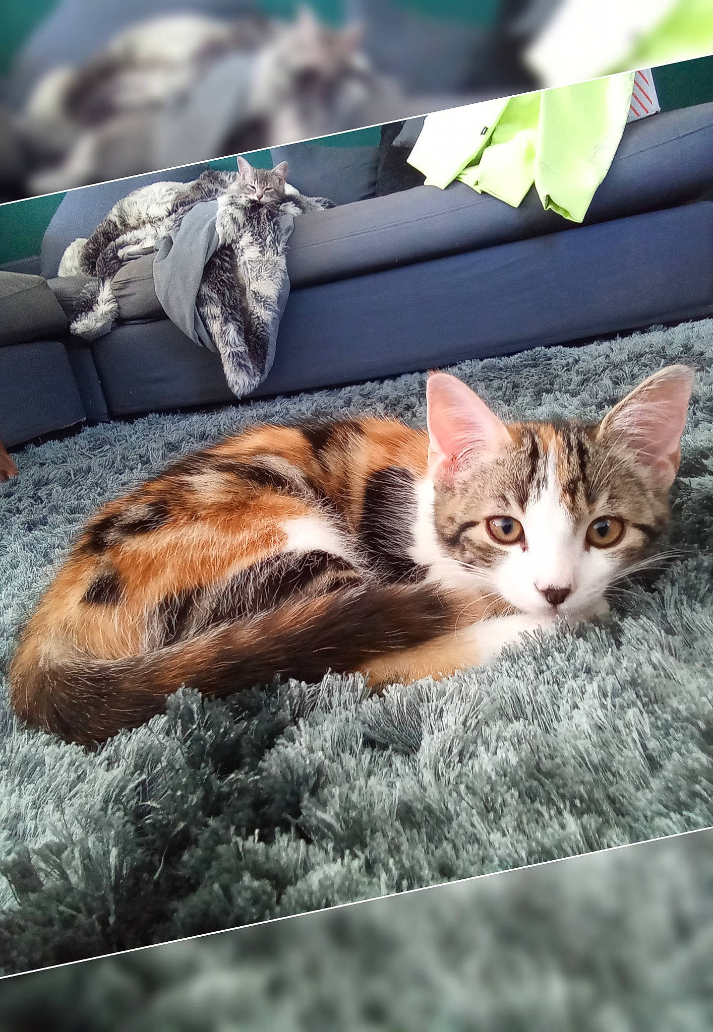 Yume a rejoint le concours — aidez-le/la à gagner de superbes lots ! aegean_cat, carnivore, cat, domestic_short_haired_cat, dragon_li, european_shorthair, felidae, fur, kitten, small_to_medium_sized_cats, tabby_cat, toyger, whiskers, wild_cat, wildlife