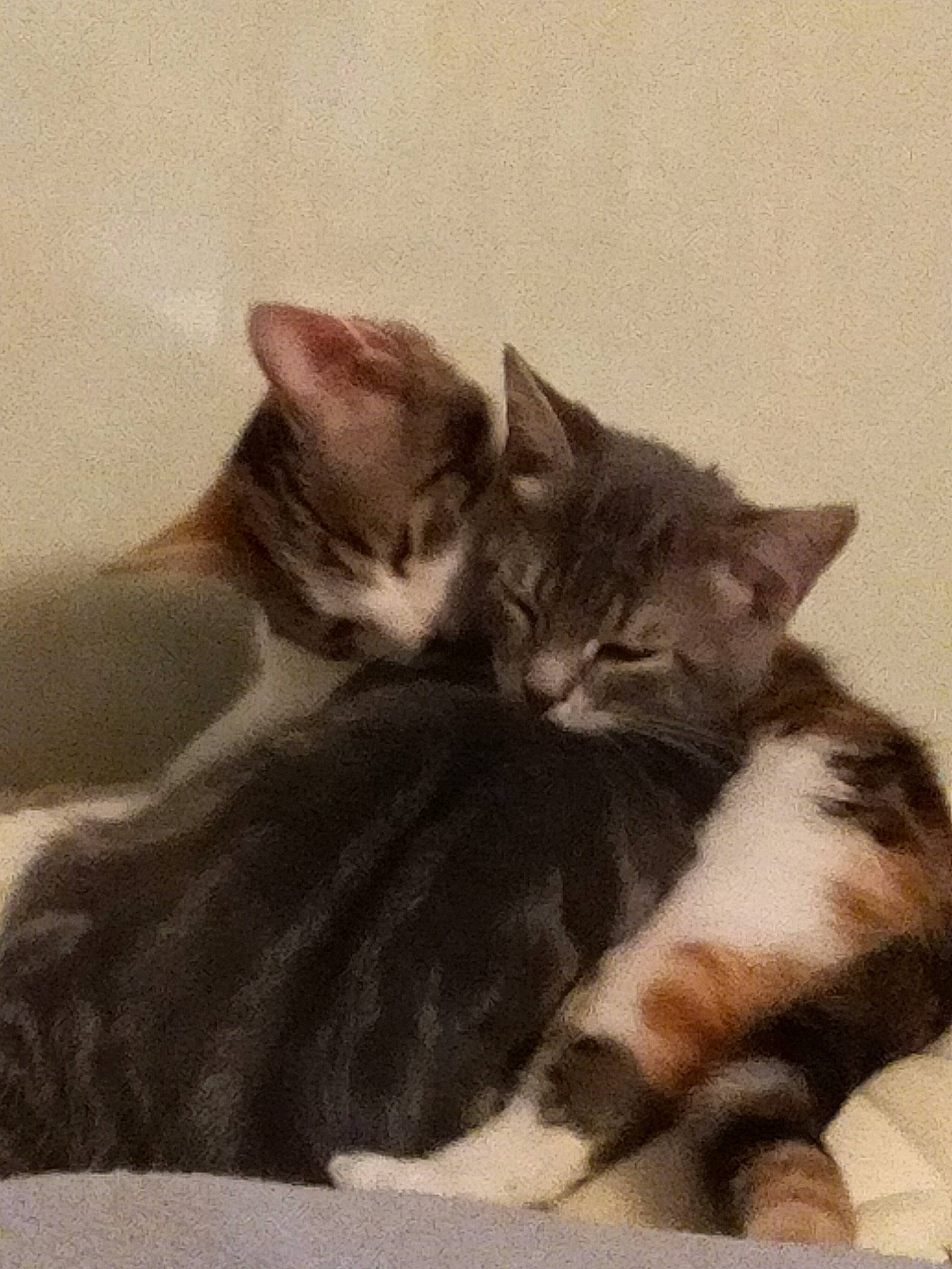 Tsuki Et Yume a rejoint le concours — aidez-le/la à gagner de superbes lots ! american_shorthair, american_wirehair, asian, carnivore, cat, domestic_short_haired_cat, european_shorthair, felidae, fur, kitten, mammal, nap, small_to_medium_sized_cats, tabby_cat, tail, vertebrate, whiskers