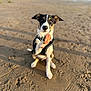 Sully joined the competition — help win amazing prizes! animal, attentive, beach, black_white_brown, curious, daytime, dog, ears, muddy_paw, muzzle, nature, outdoor, paw, pet, playful, puppy, sand, sitting, sunlight, young_dog