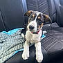 Sully joined the competition — help win amazing prizes! animal, black_leather, blanket, car_interior, car_seat, collar, cute, dog, fur, indoors, leather_seat, looking, paw, pet, puppy, resting, seatbelt, stitching, transportation, young_dog